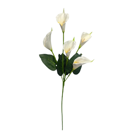 Bunch Cala Lily 5Stick 24.5" White (Pack of 5)