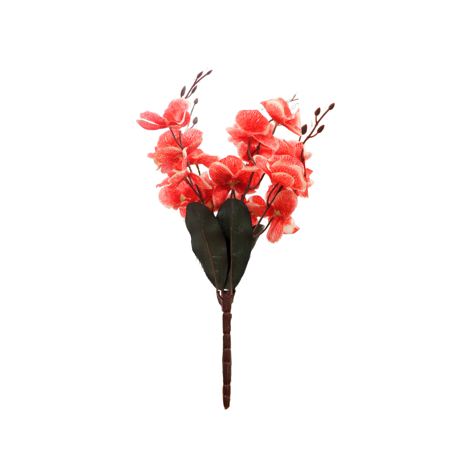 Cymbidium Bunch 17" Red (Pack of 5)