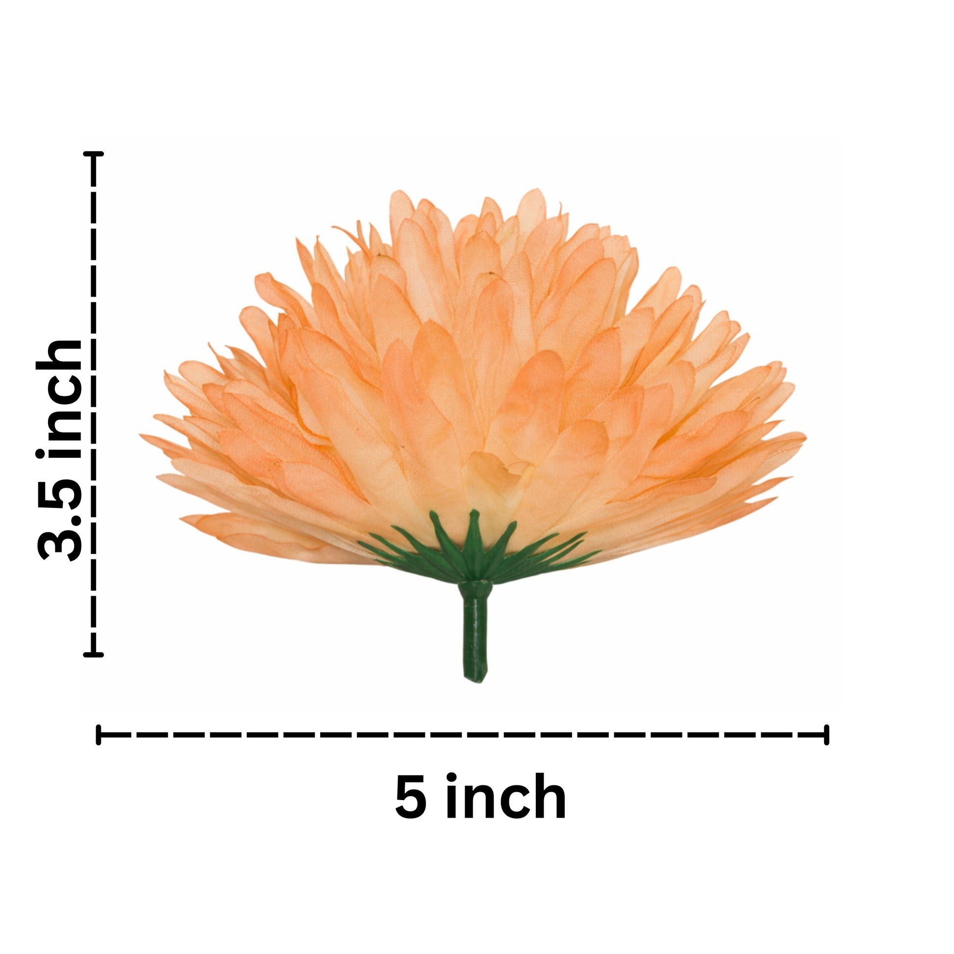 Orange flower with measurements on a white background