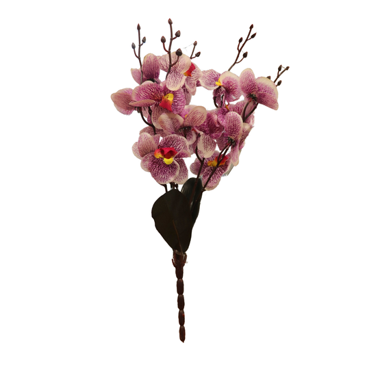Cymbidium Bunch 17" Purple (Pack of 5)