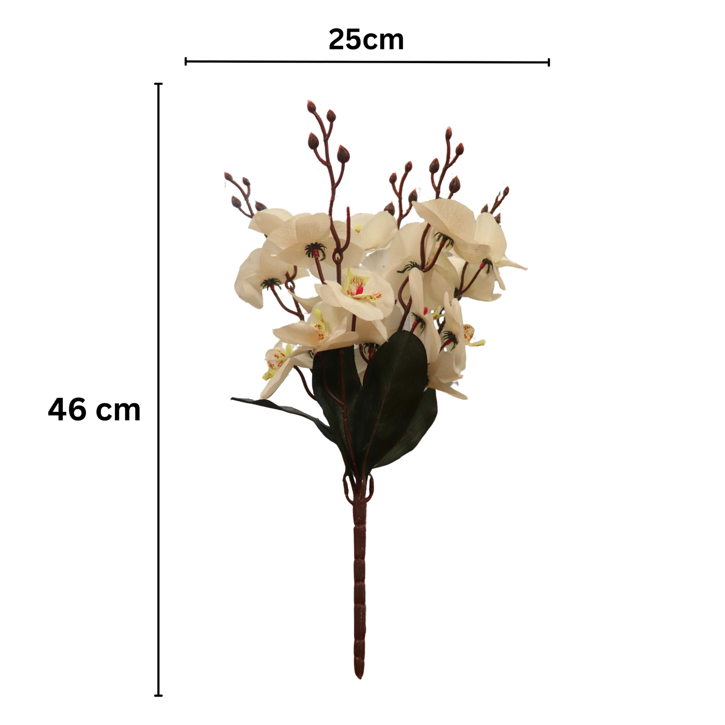 Cymbidium Bunch 17" White (Pack of 5)