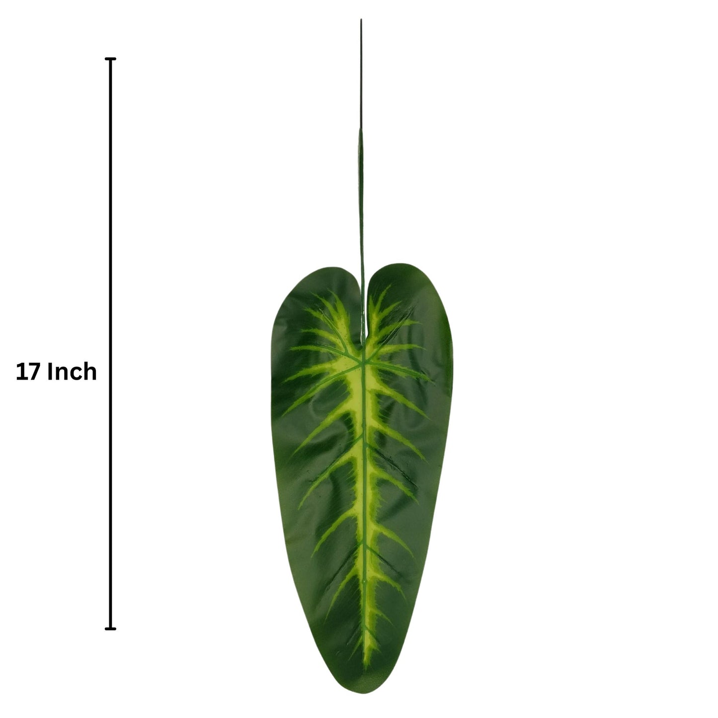 Plaesea Parviflora Leaf 17" Dark Green  (Pack of 10)