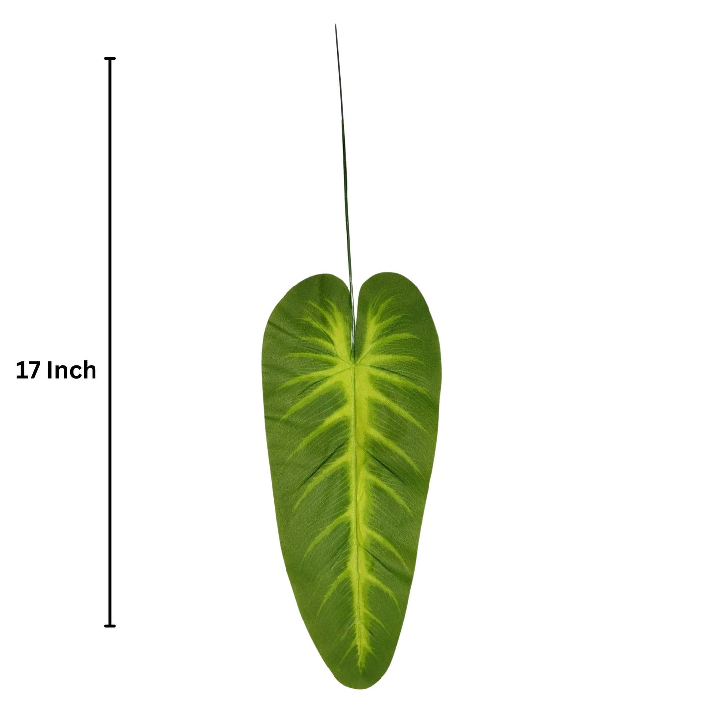 Plaesea Parviflora Leaf 17" Green  (Pack of 10)