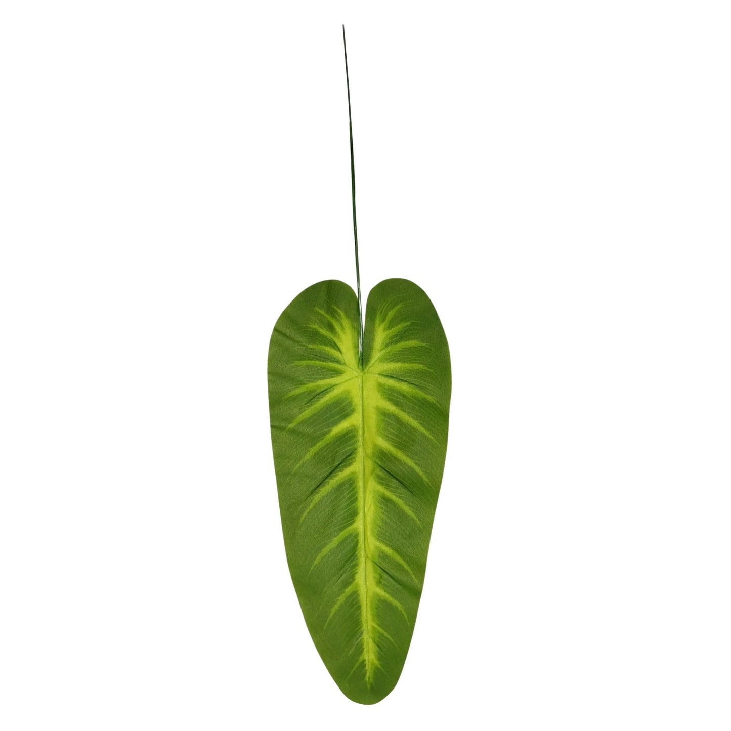 Plaesea Parviflora Leaf 17" Green  (Pack of 10)