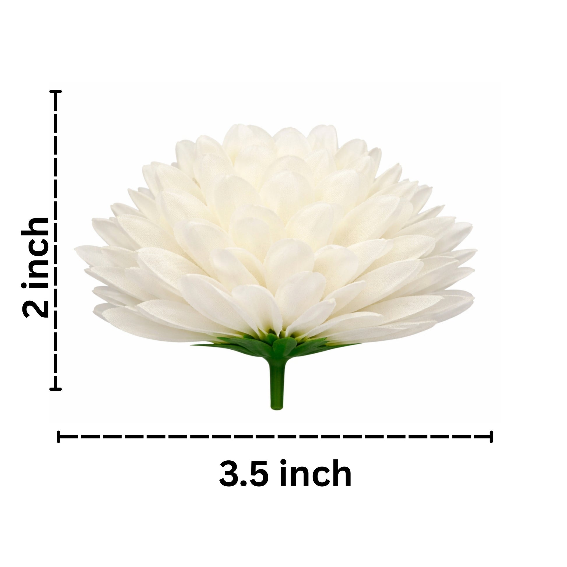 White flower with measurements on a white background