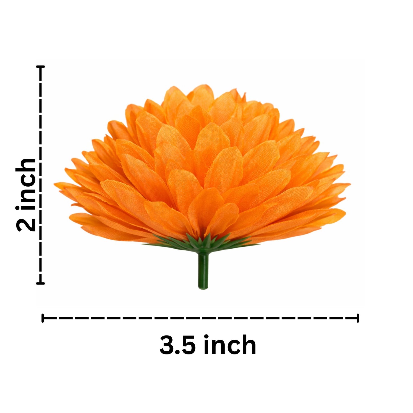 Orange flower with measurements on a white background