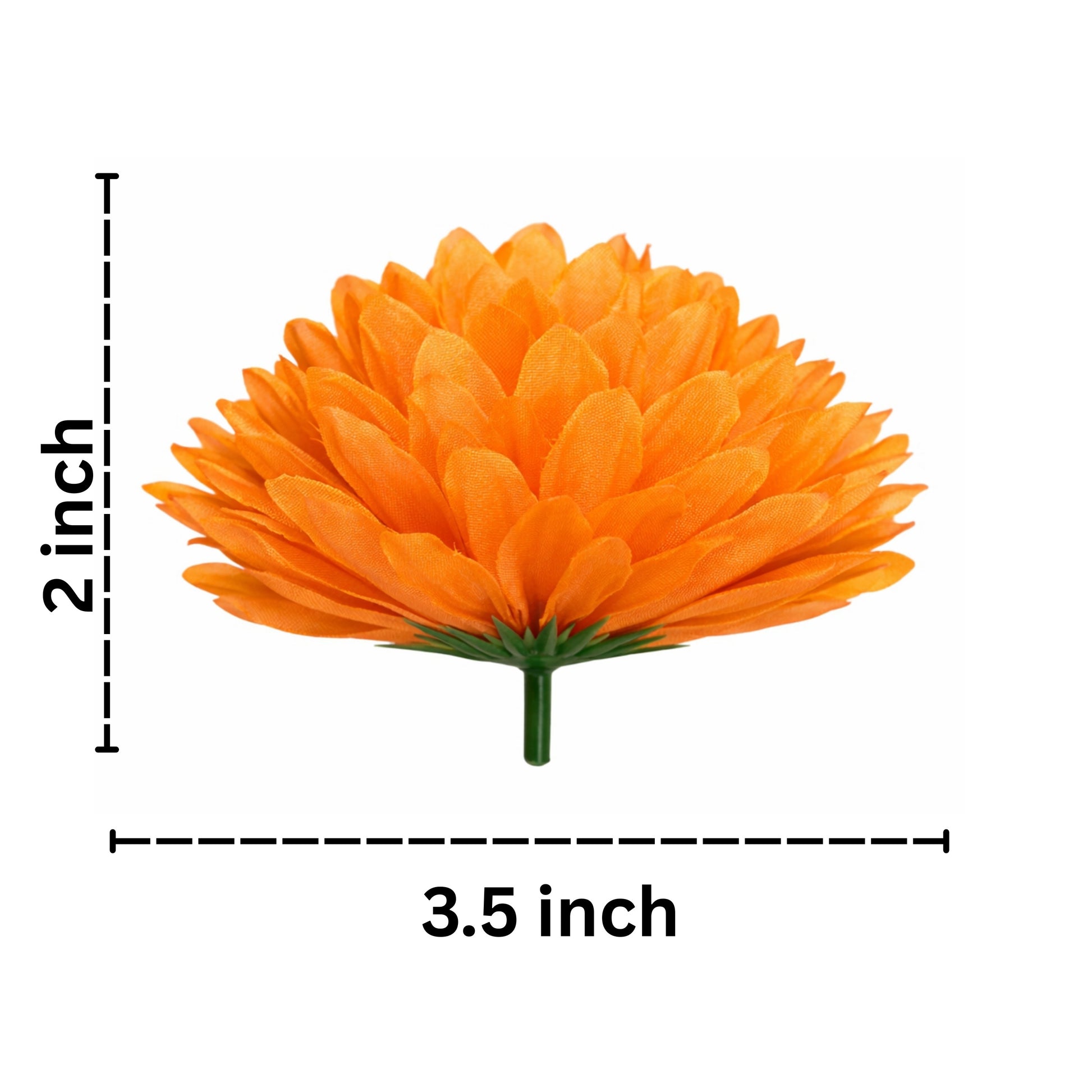 Orange flower with measurements on a white background