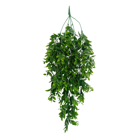 Hanging Spiderwort Leaf Light Green White (Pack of 10)