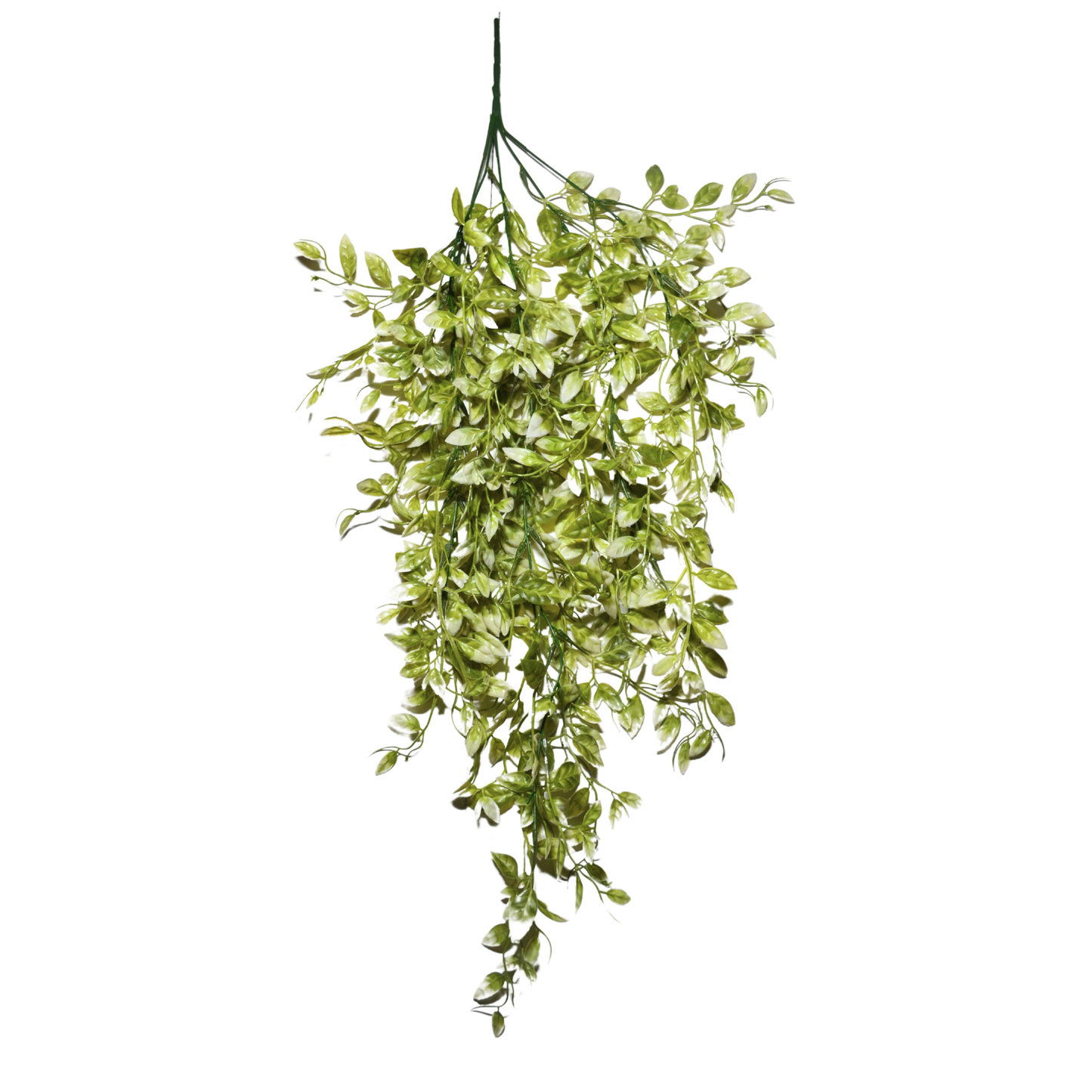Hanging Ruscus Leaf Big Green White (Pack of 10)
