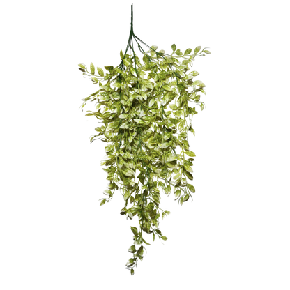 Hanging Ruscus Leaf Big Green White (Pack of 10)