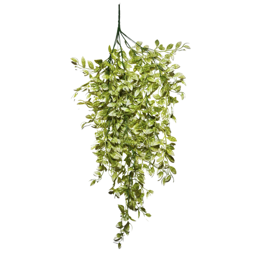 Hanging Ruscus Leaf Big Green White (Pack of 10)