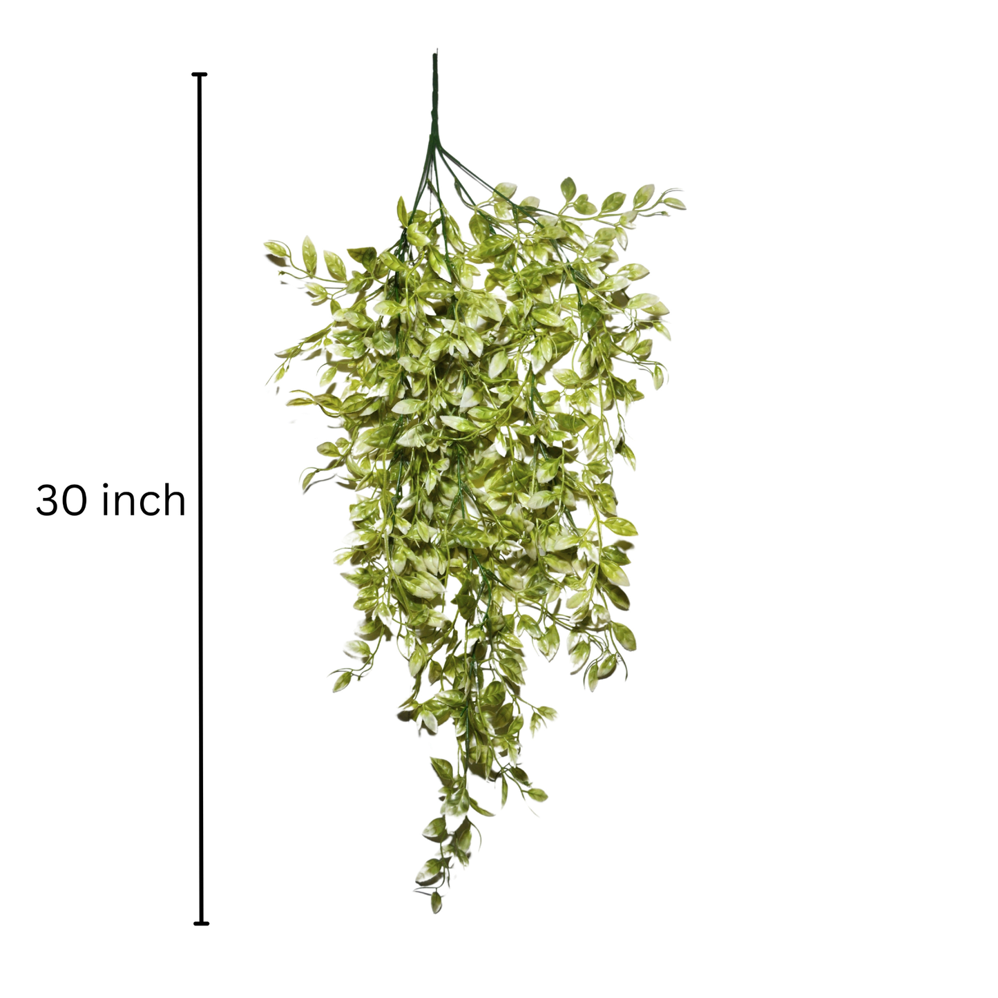 Hanging Ruscus Leaf Big Green White (Pack of 10)