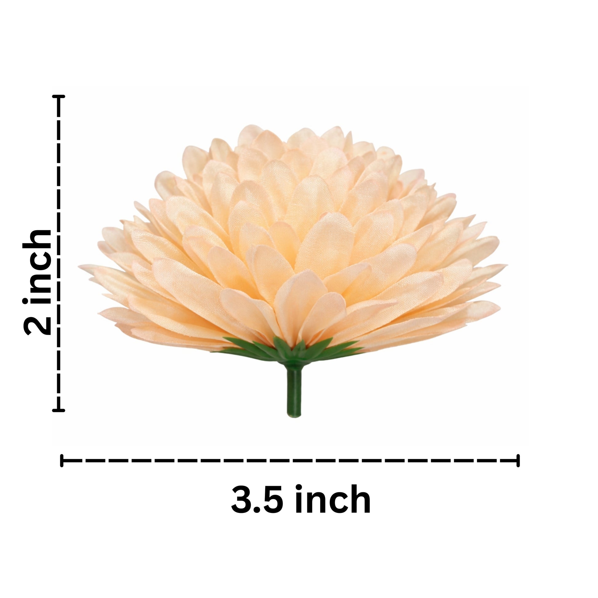 Measurement chart of a peach-colored flower with dimensions 2 inches by 3.5 inches on a white background.