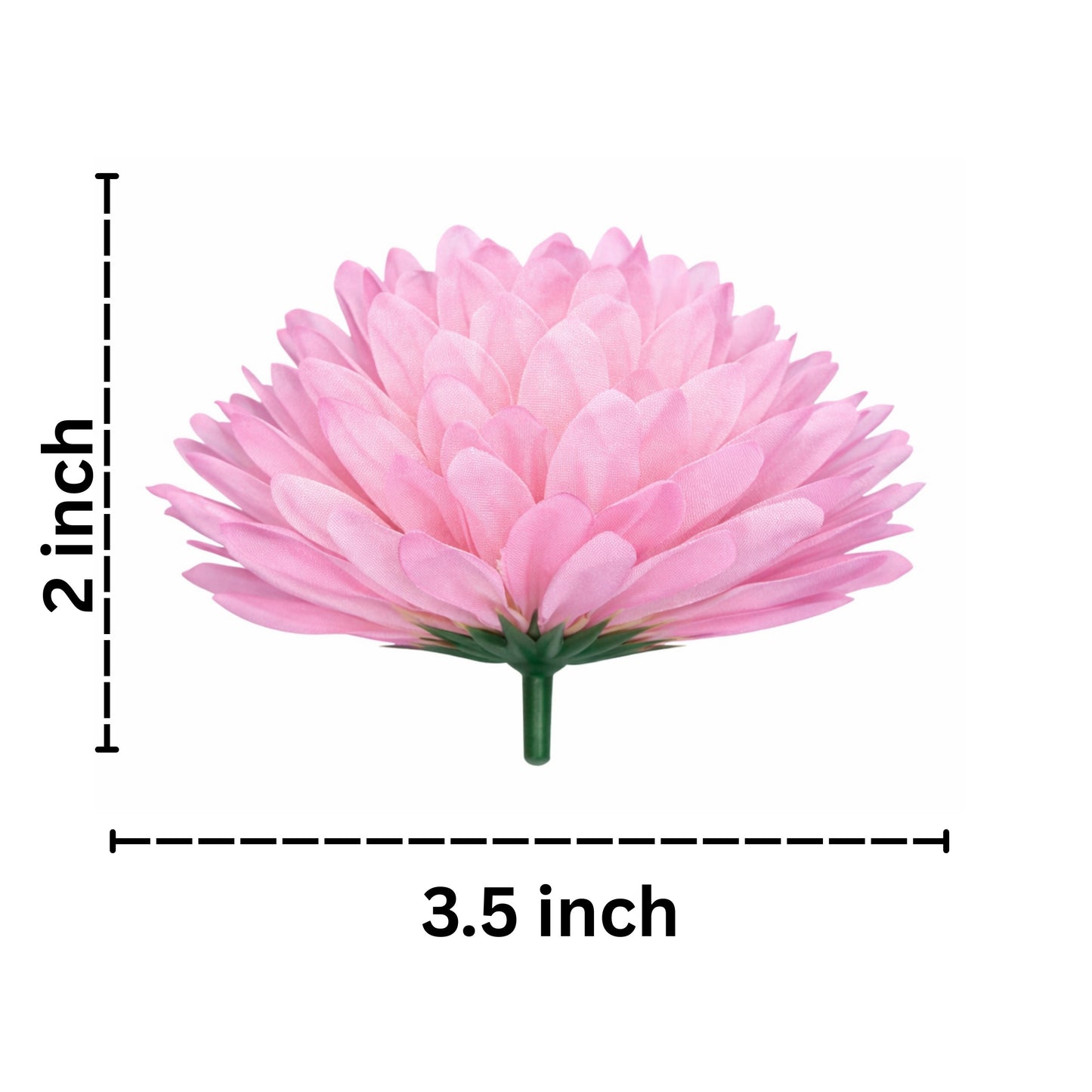 Pink flower with measurements on a white background