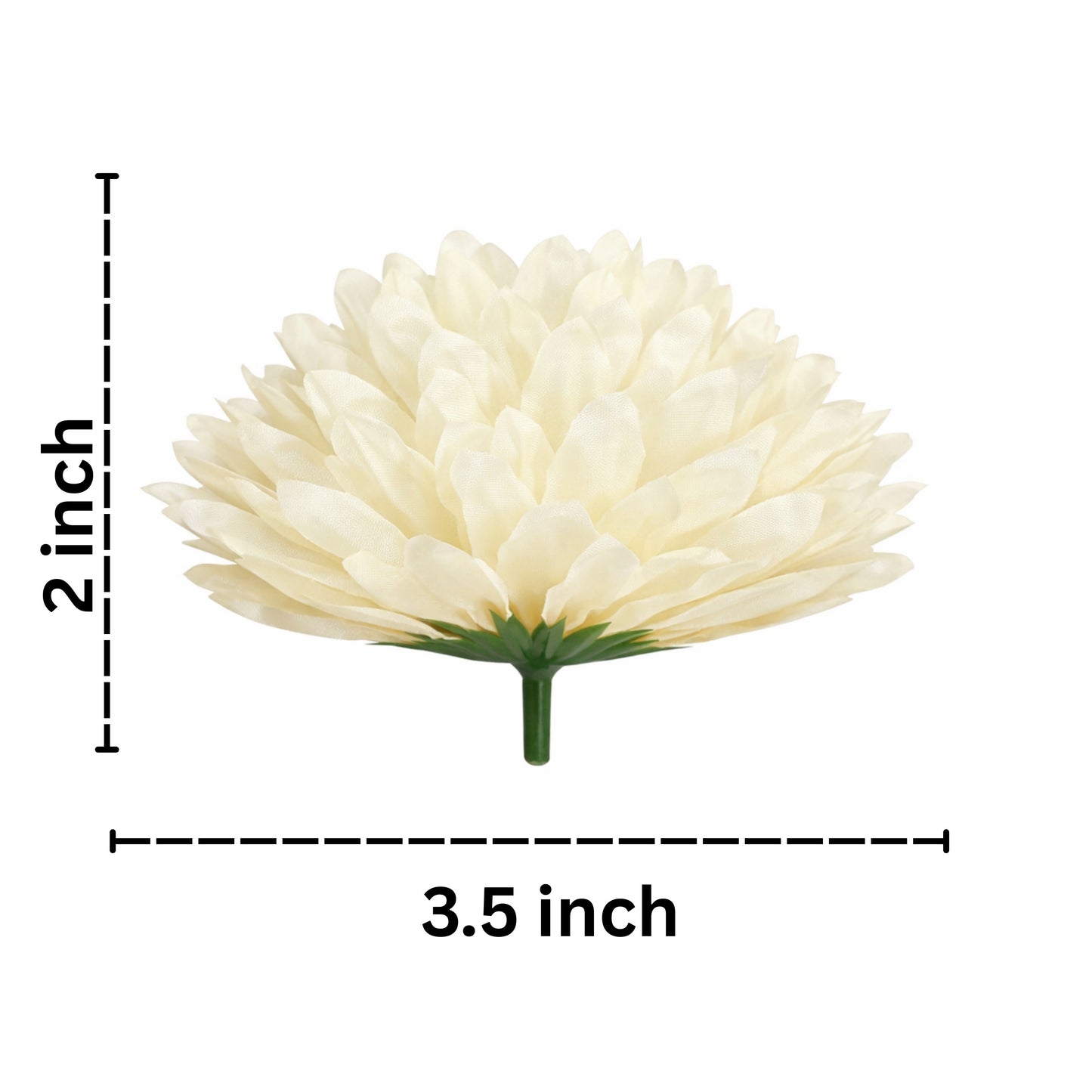 Measurement chart of a white flower with dimensions 2 inches by 3.5 inches on a white background.