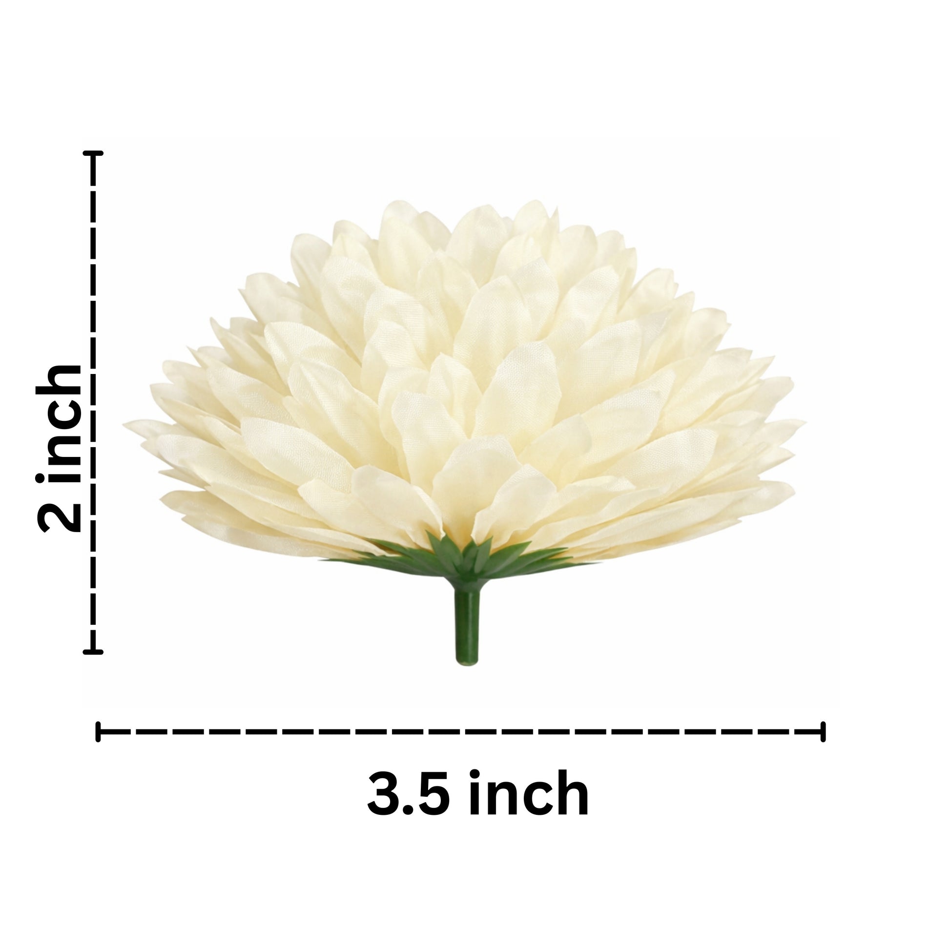 Measurement chart of a white flower with dimensions 2 inches by 3.5 inches on a white background.
