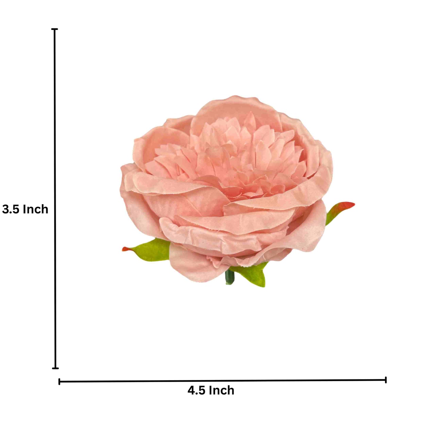 D/S Pink Diamond Peony (Pack of 50)