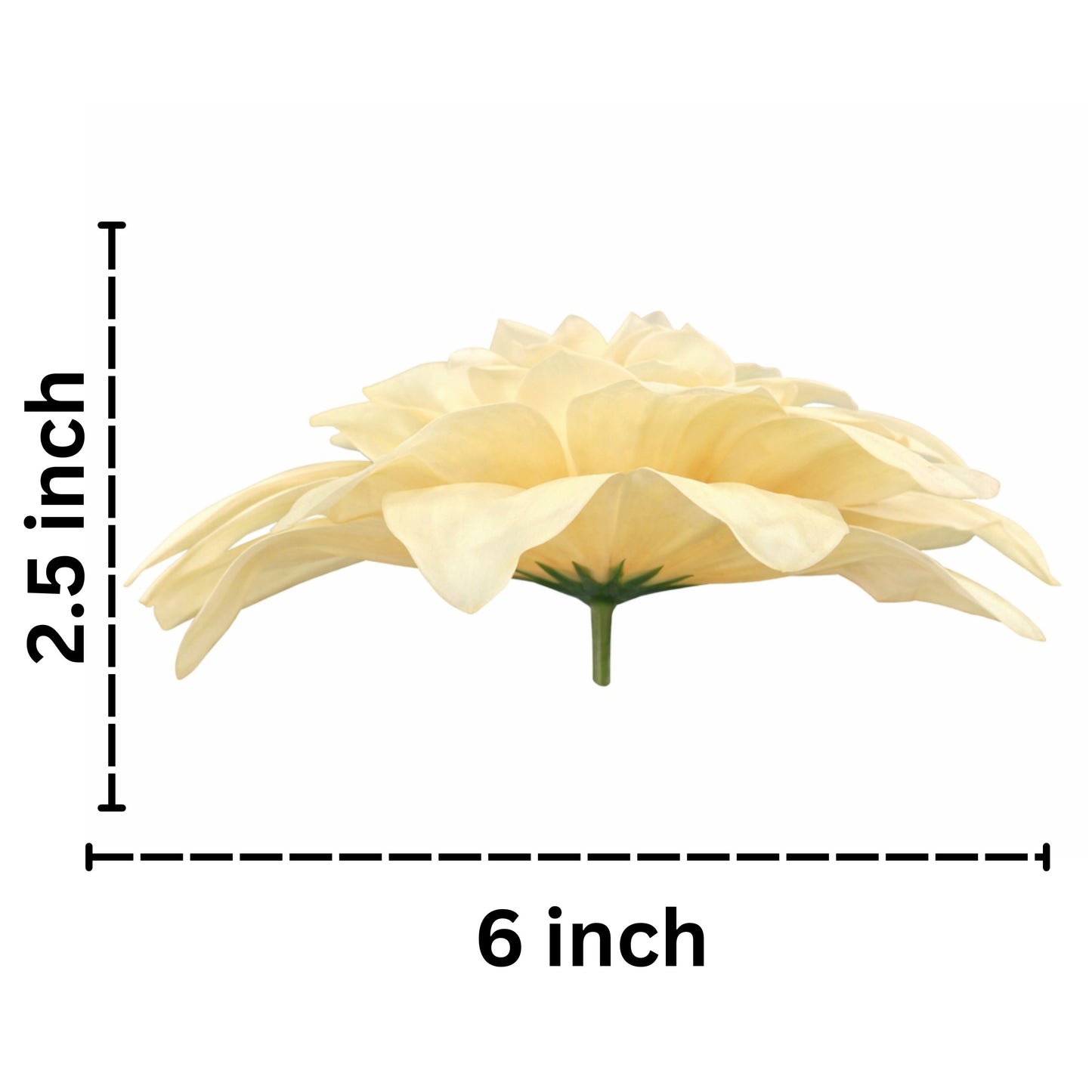 White Peach Flr M Chrysanthemum (Mother Guldabri) (Pack of 100)
