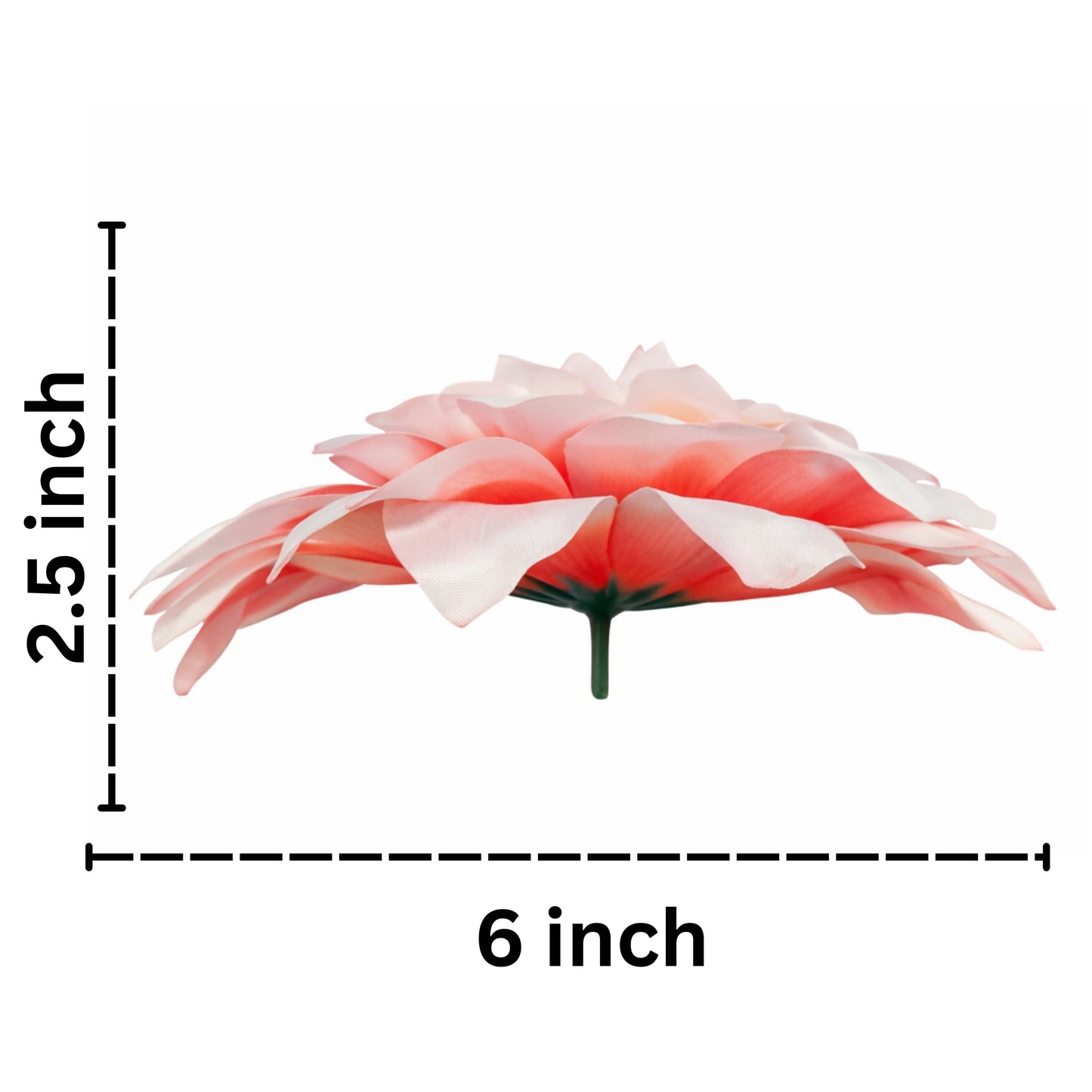 Red White Flr M Chrysanthemum (Mother Guldabri) (Pack of 100)