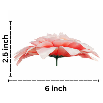 Red White Flr M Chrysanthemum (Mother Guldabri) (Pack of 100)