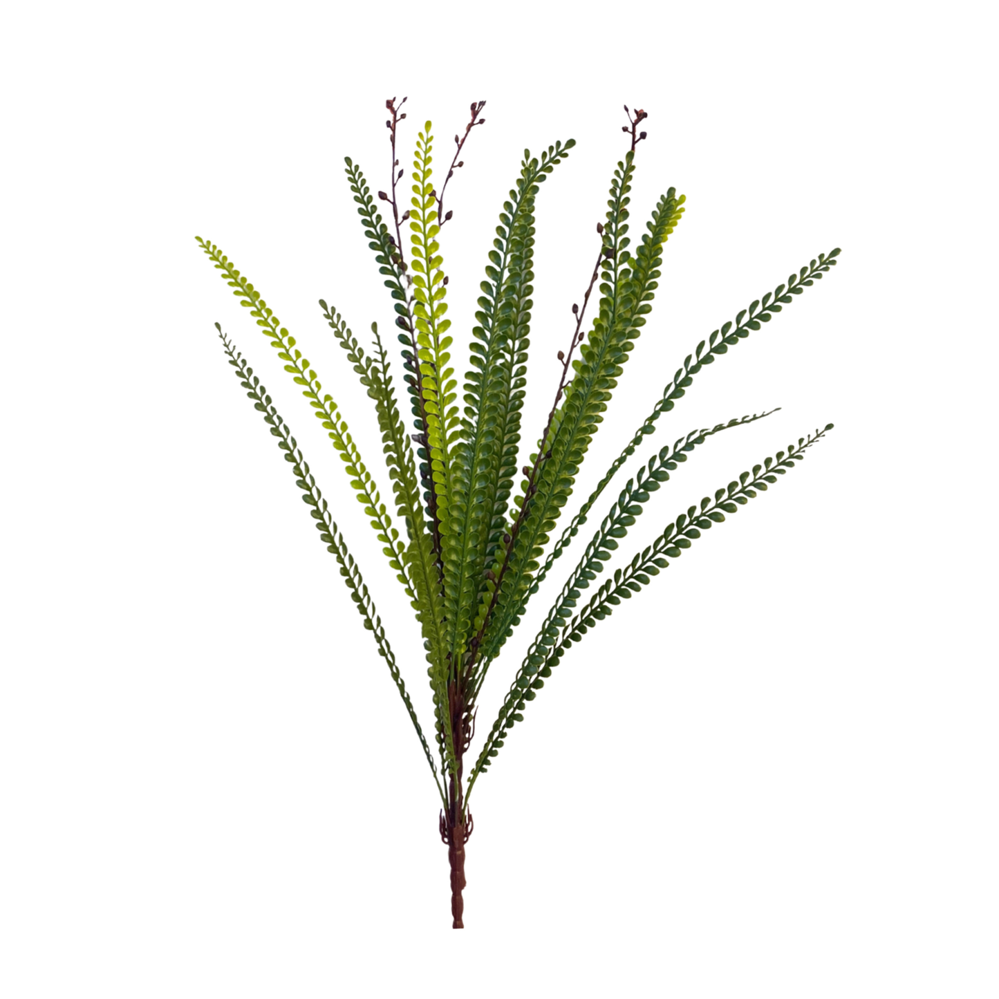 Bunch Ebony Spleenwort Leaf 59cm D/s Green (Pack of 5)