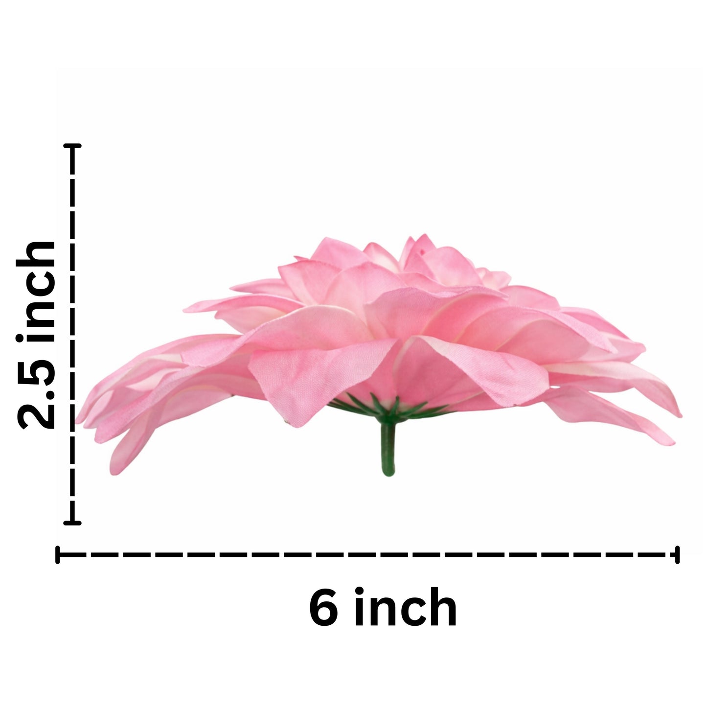 Pink White Flr M Chrysanthemum (Mother Guldabri) (Pack of 100)