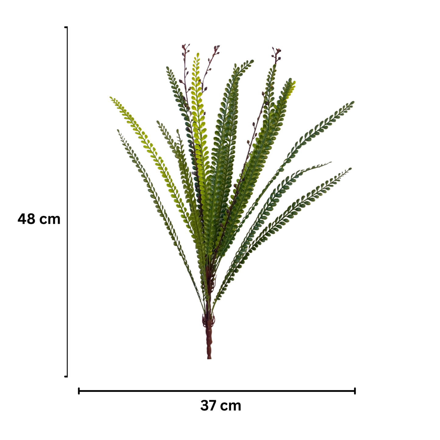 Bunch Ebony Spleenwort Leaf 59cm D/s Green (Pack of 5)