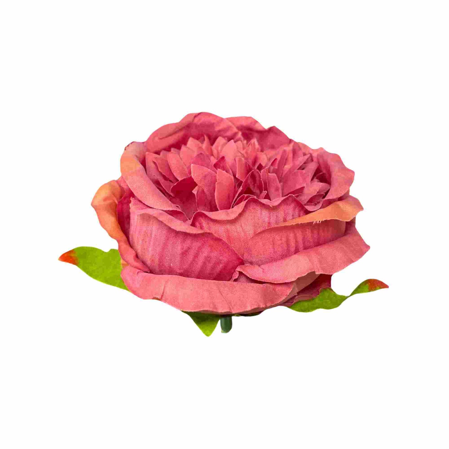 Dark Gajri Diamond Peony (Pack of 50)