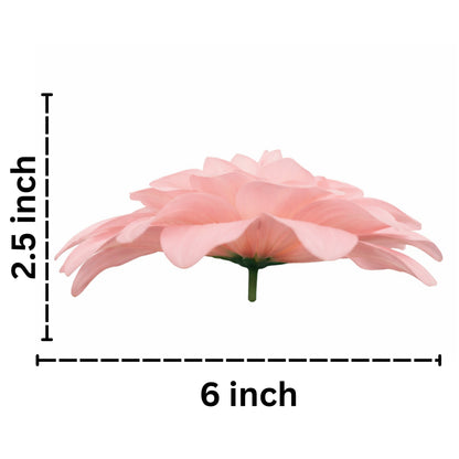 Onion Pink Flr M Chrysanthemum (Mother Guldabri) (Pack of 100)