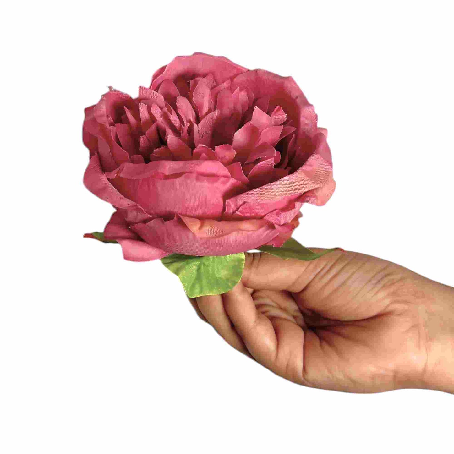 Dark Gajri Diamond Peony (Pack of 50)