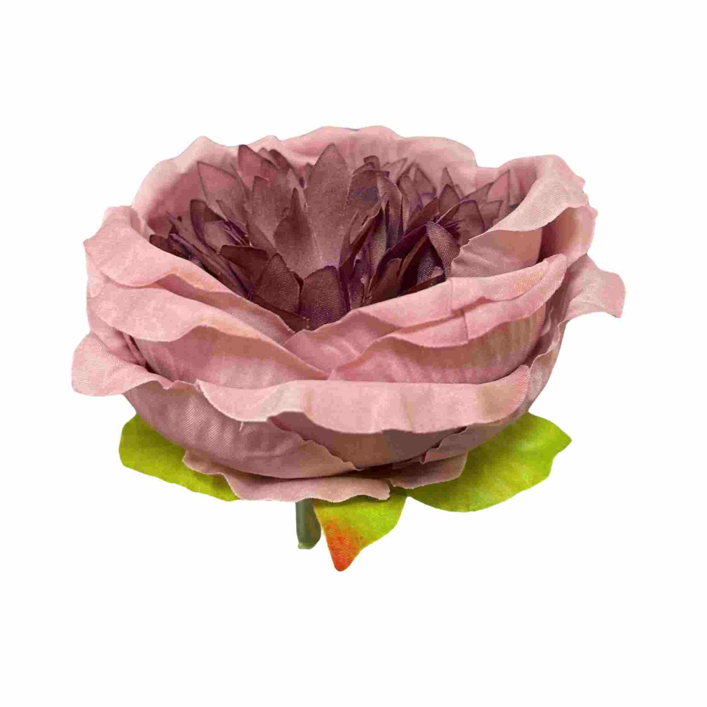 Dark Onion Pink Diamond Peony (Pack of 50)