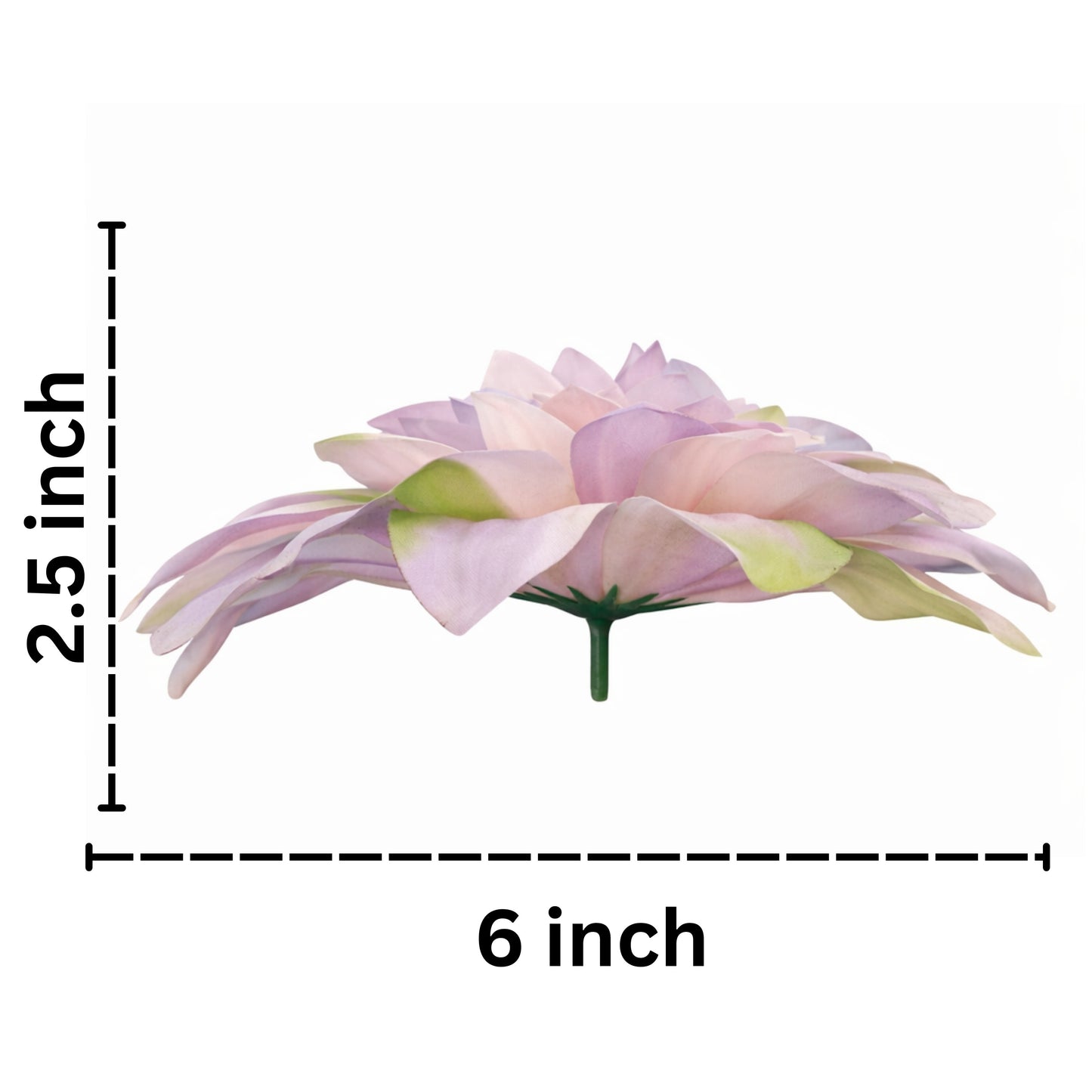 Light Purple Green Flr M Chrysanthemum (Mother Guldabri) (Pack of 100)