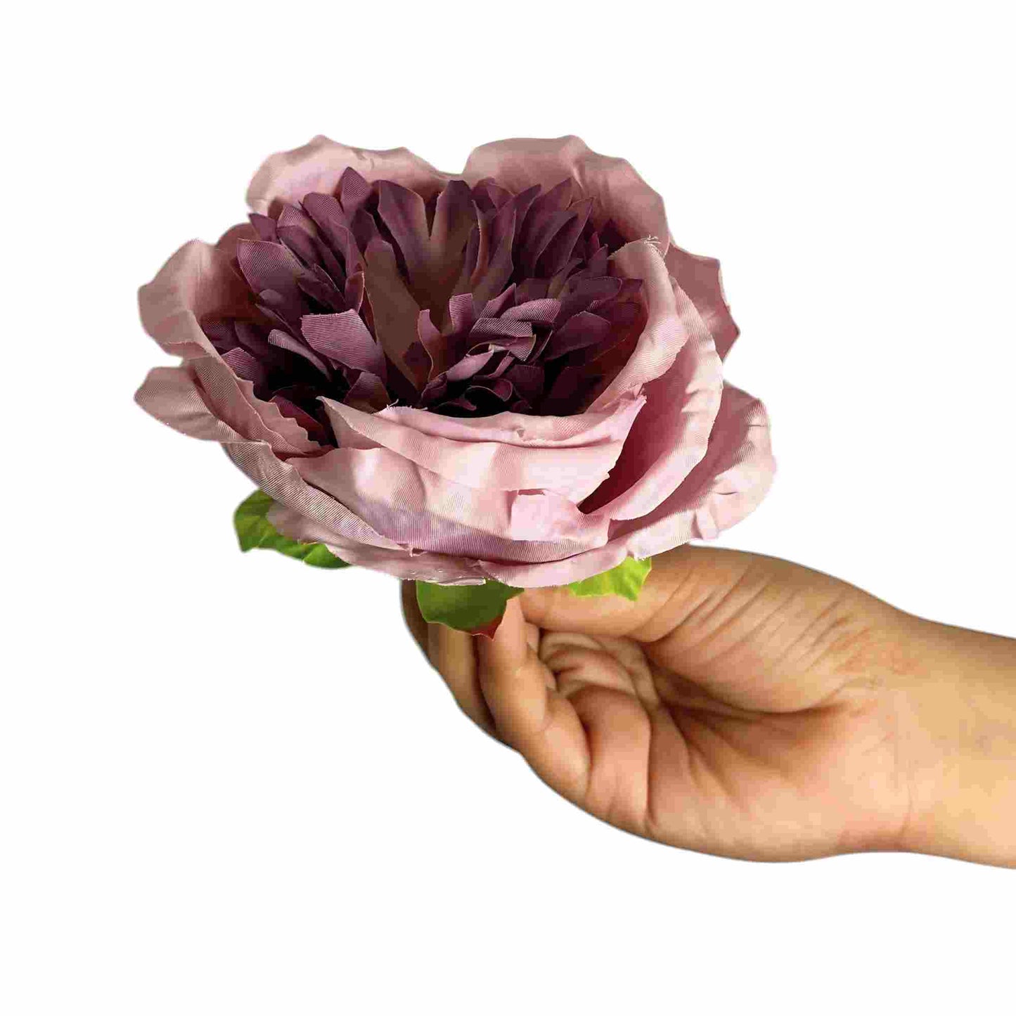 Dark Onion Pink Diamond Peony (Pack of 50)