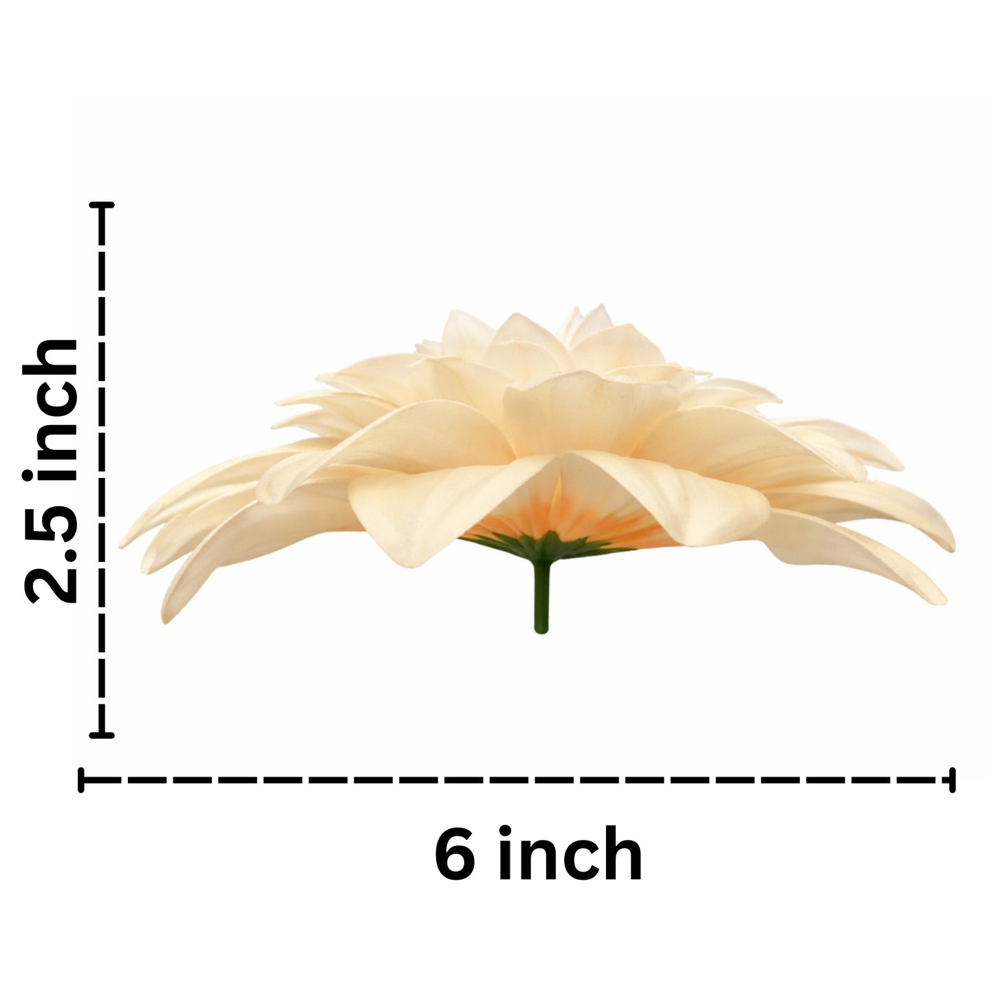 Light Brown Cream Flr M Chrysanthemum (Mother Guldabri) (Pack of 100)