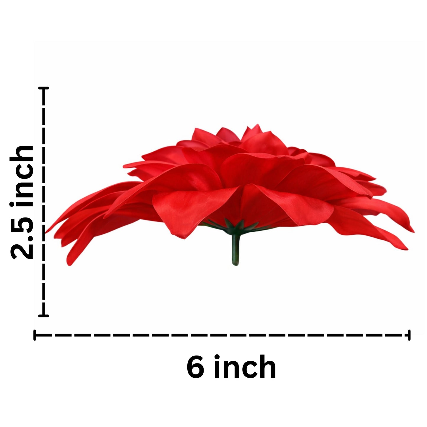 Dark Red Flr M Chrysanthemum (Mother Guldabri) (Pack of 100)