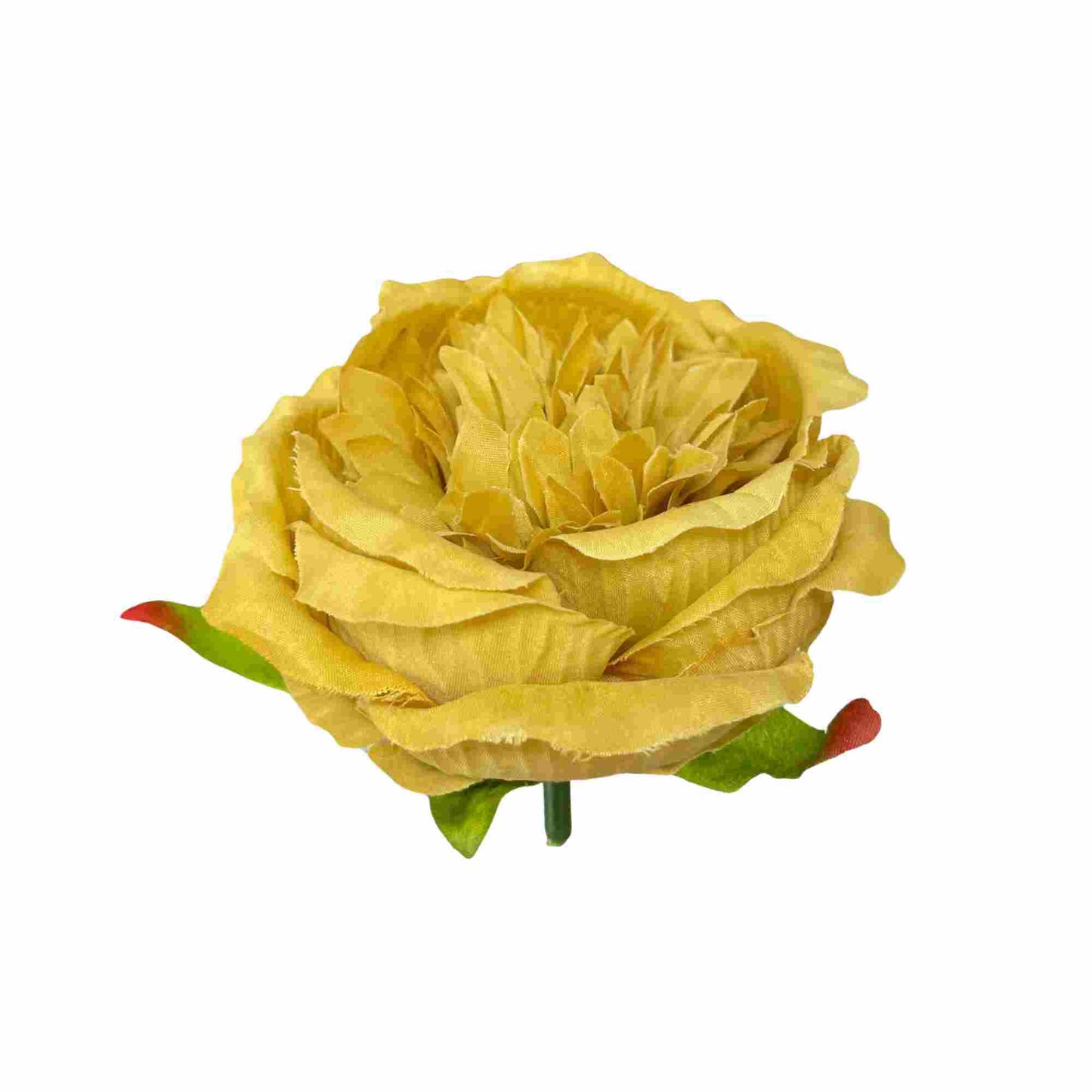 Golden Diamond Peony (Pack of 50)