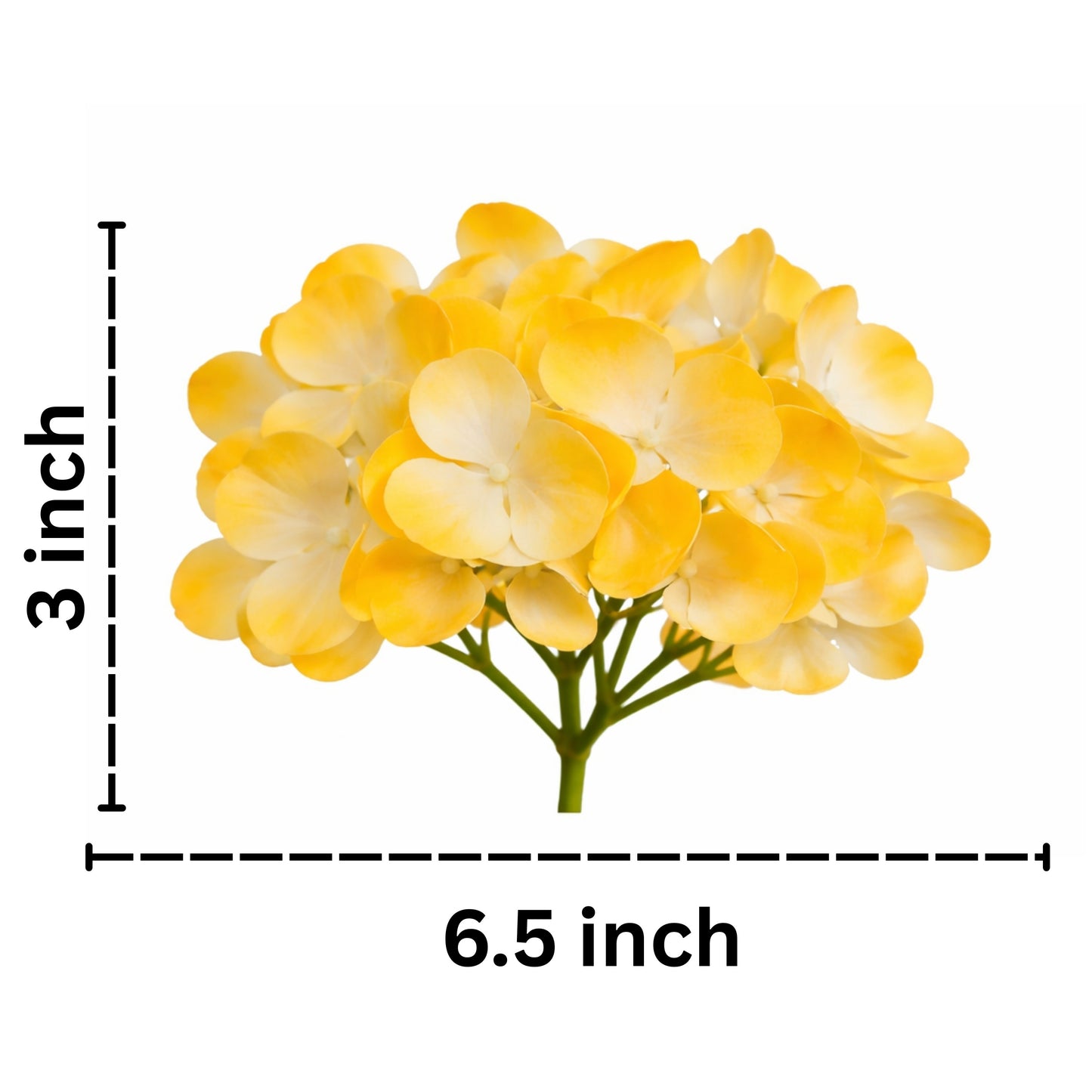 Yellow White Flr Hydrangea 27 Petals (Pack of 100)