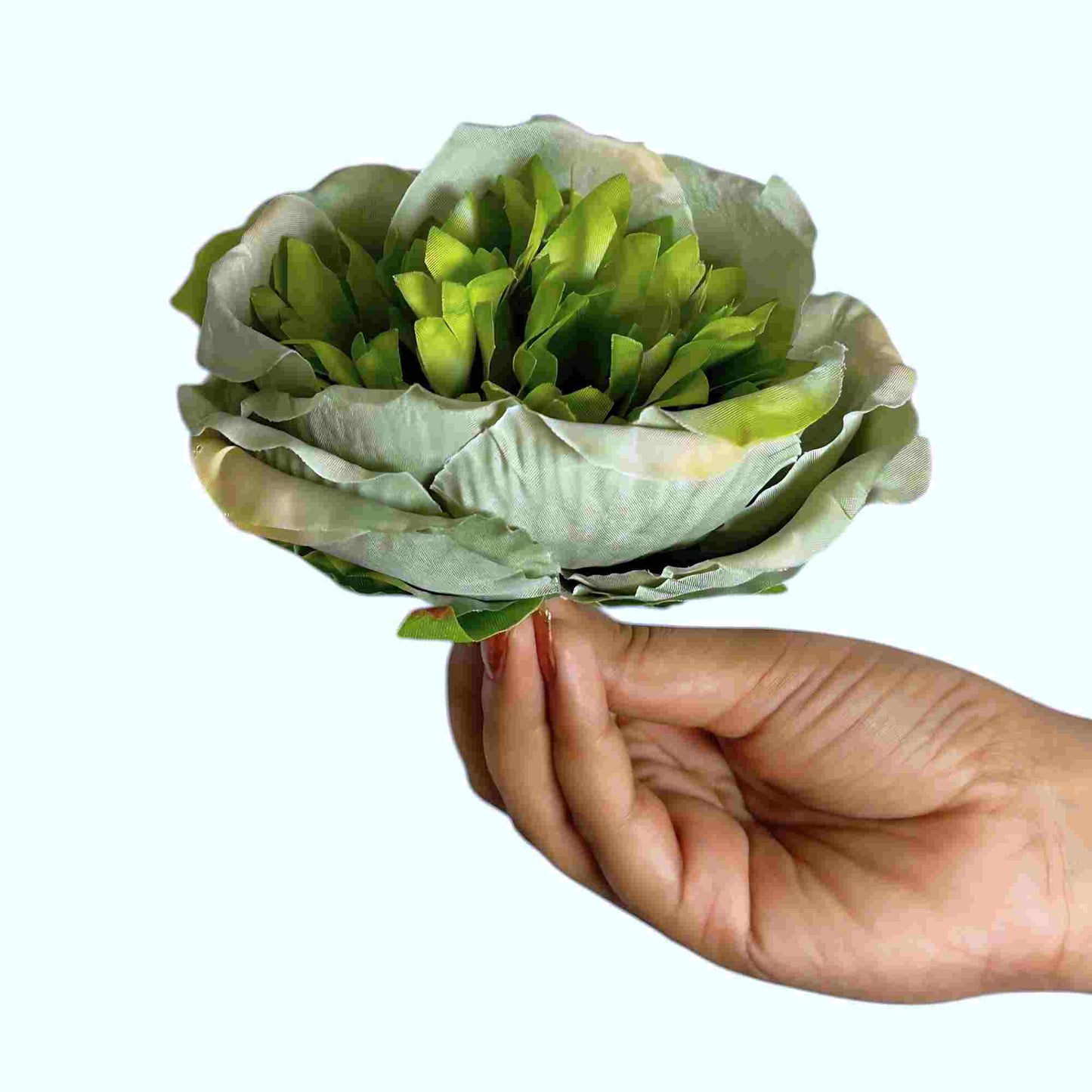 Green Diamond Peony (Pack of 50)
