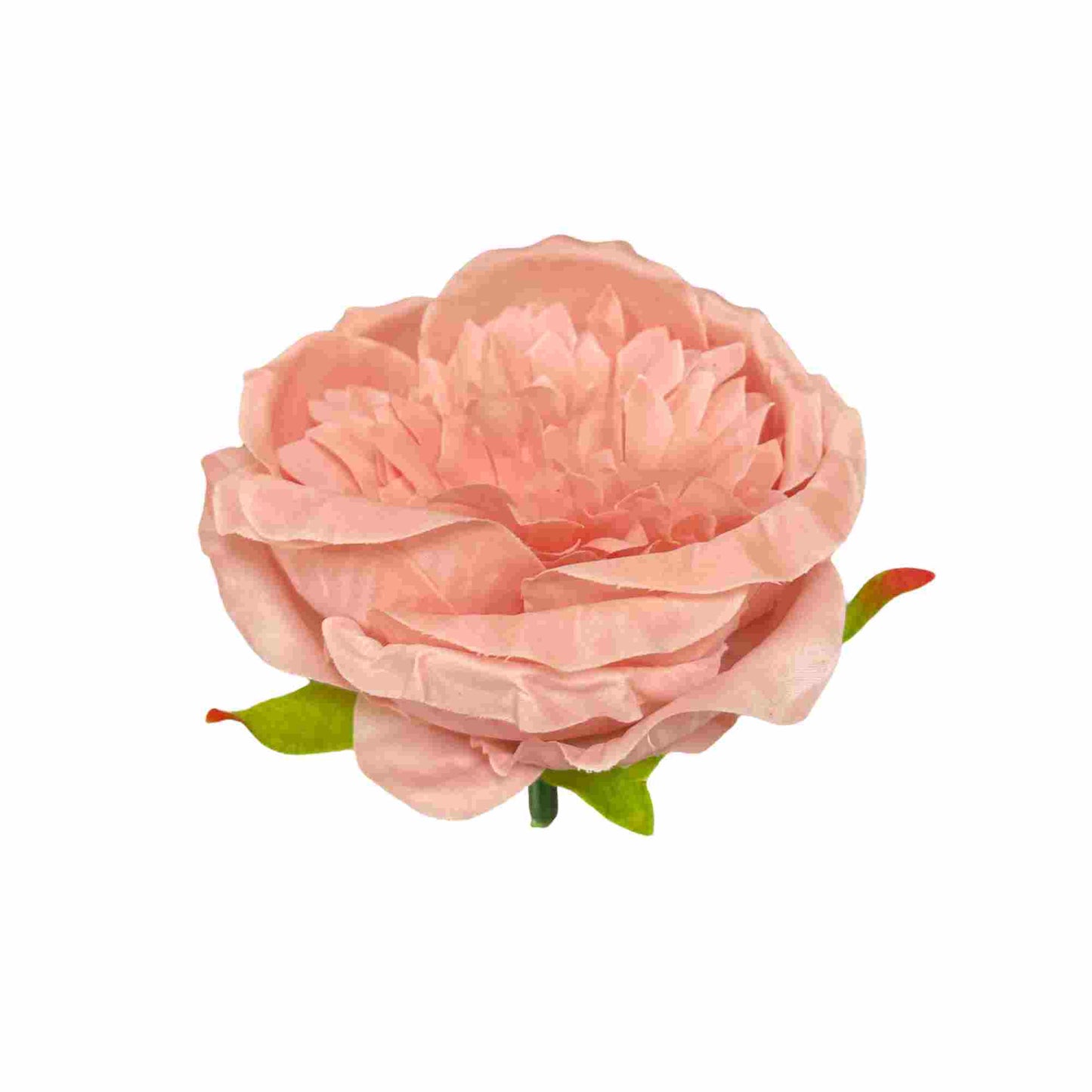 Light Onion Pink Diamond Peony (Pack of 50)