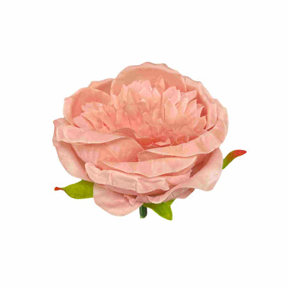Light Onion Pink Diamond Peony (Pack of 50)