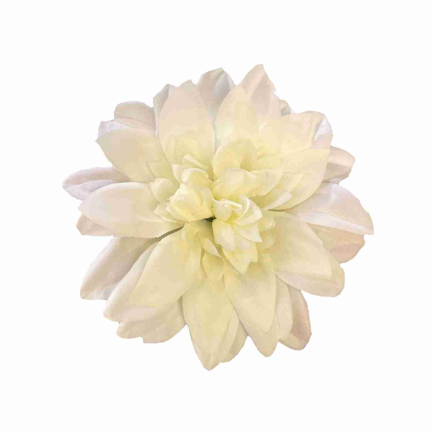 Off White Flr M Chrysanthemum (Mother Guldabri) (Pack of 100)
