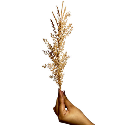 Ruscus Leaf Stick 14" Brown (Pack of 10)