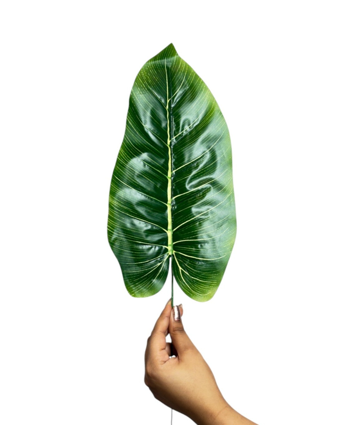 Banana Leaf 17" (Light) Green  (Pack of 10)