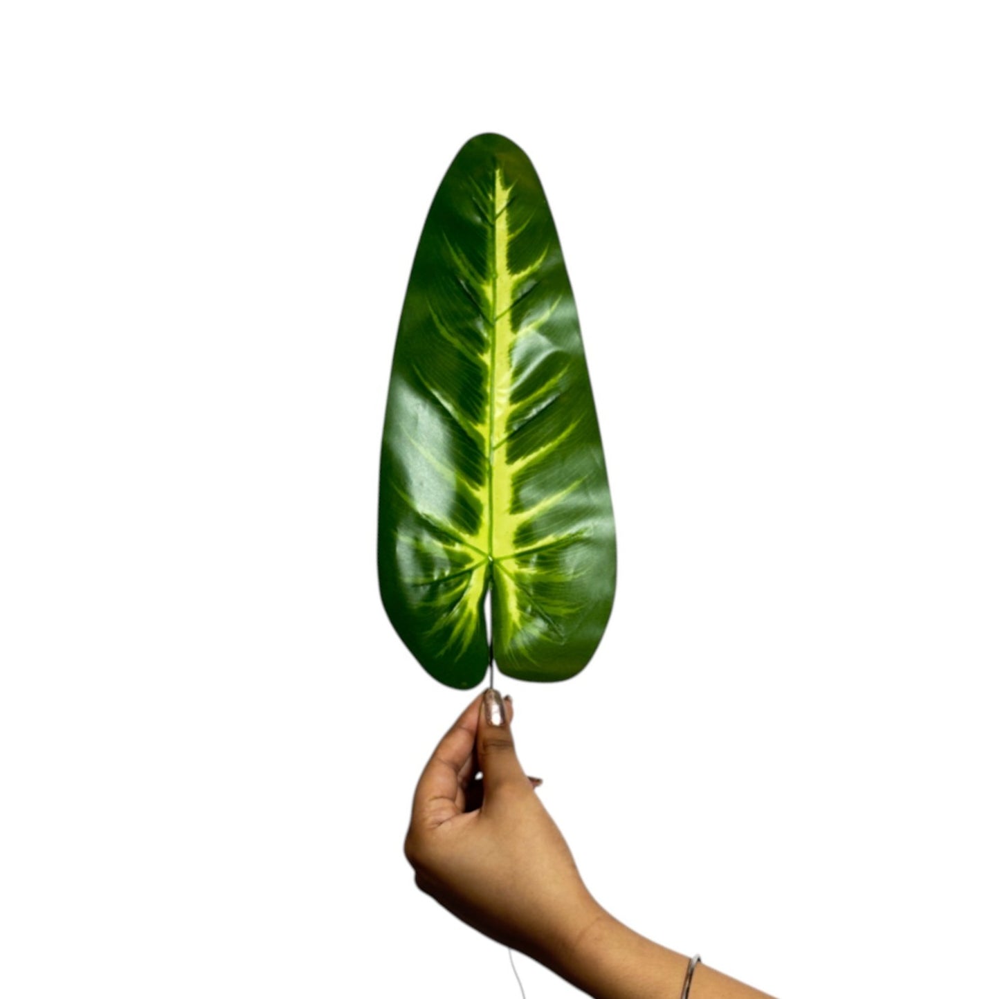 Plaesea Parviflora Leaf 17" Dark Green  (Pack of 10)