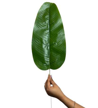Leaf Stick Banana 63x19 cm Green (Pack of 10)