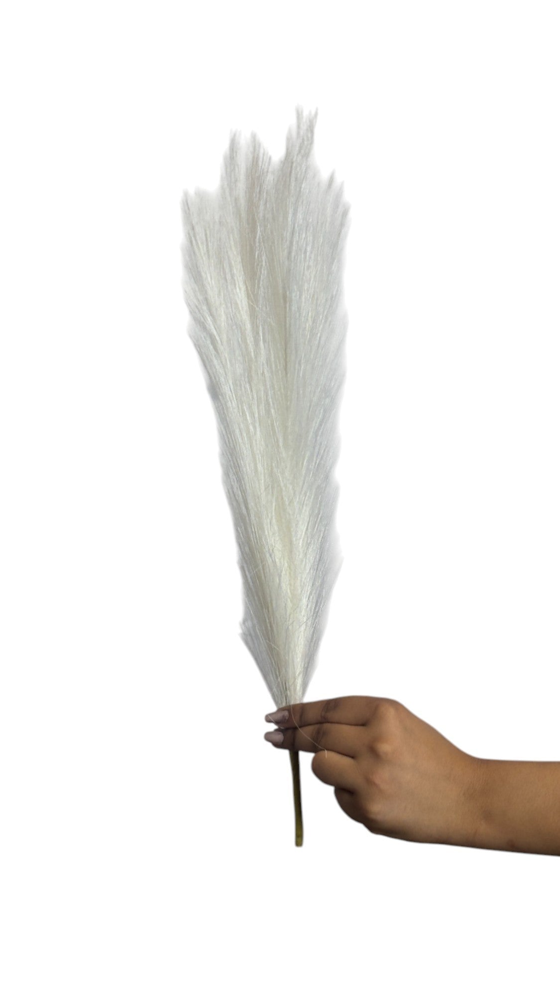 Pampas Grass Stick 17" White (Pack of 10)