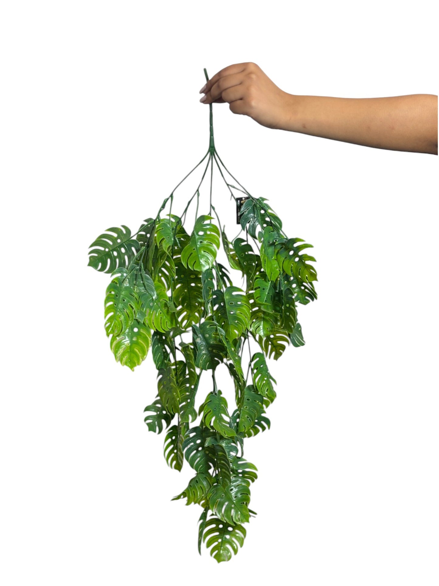 Hanging Monstera Leaf (Pack of 10)