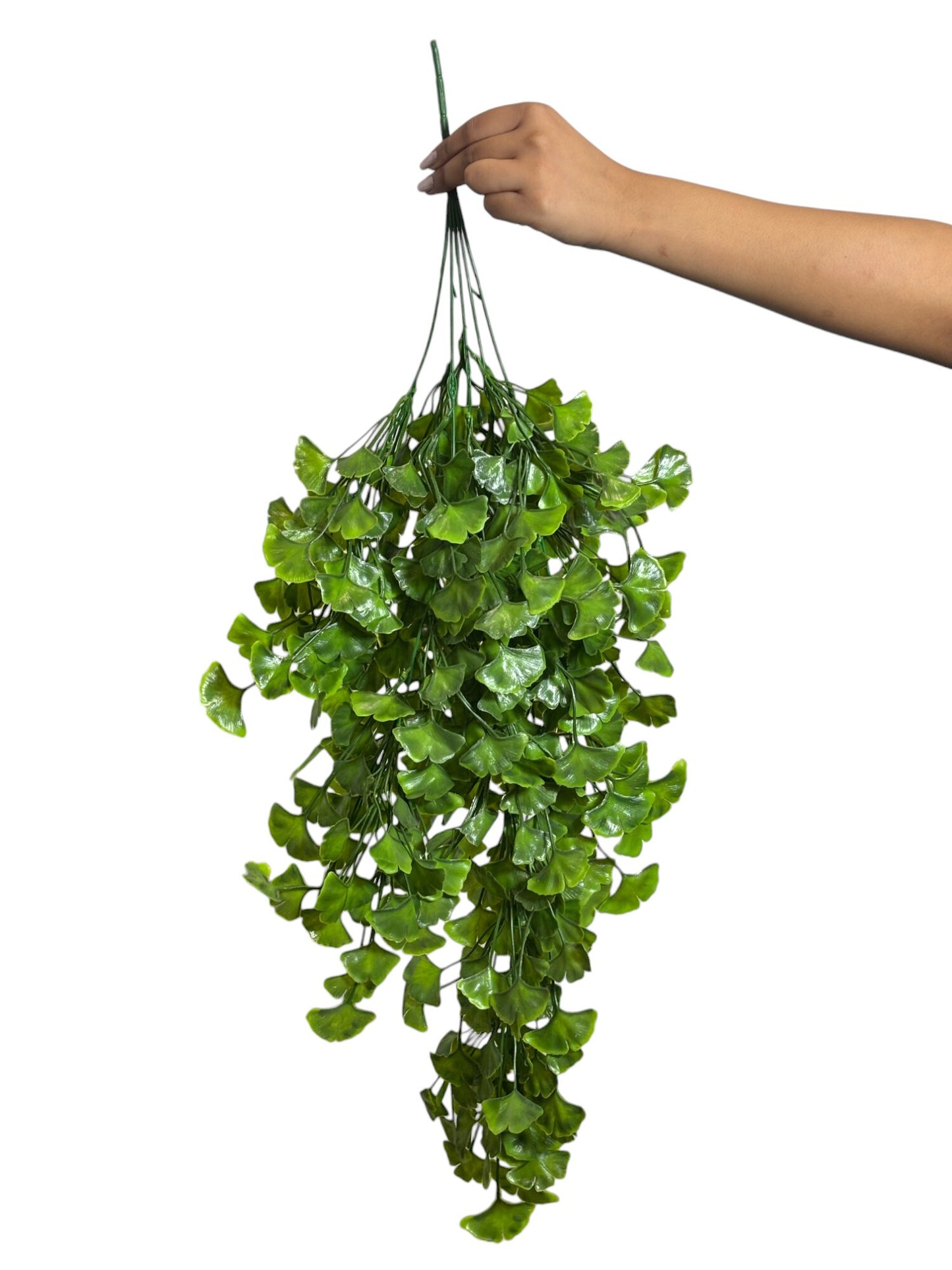 Hanging Ginkgo Biloba Green (Pack of 10)