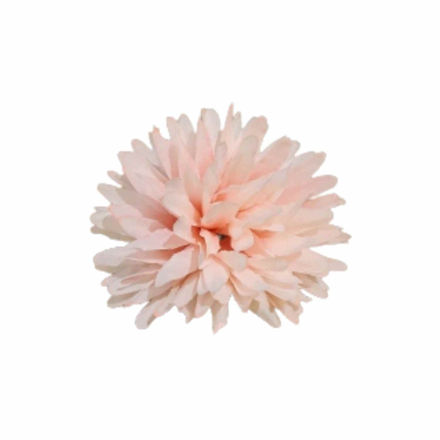Peach Pink Dahlia (Pack of 100)