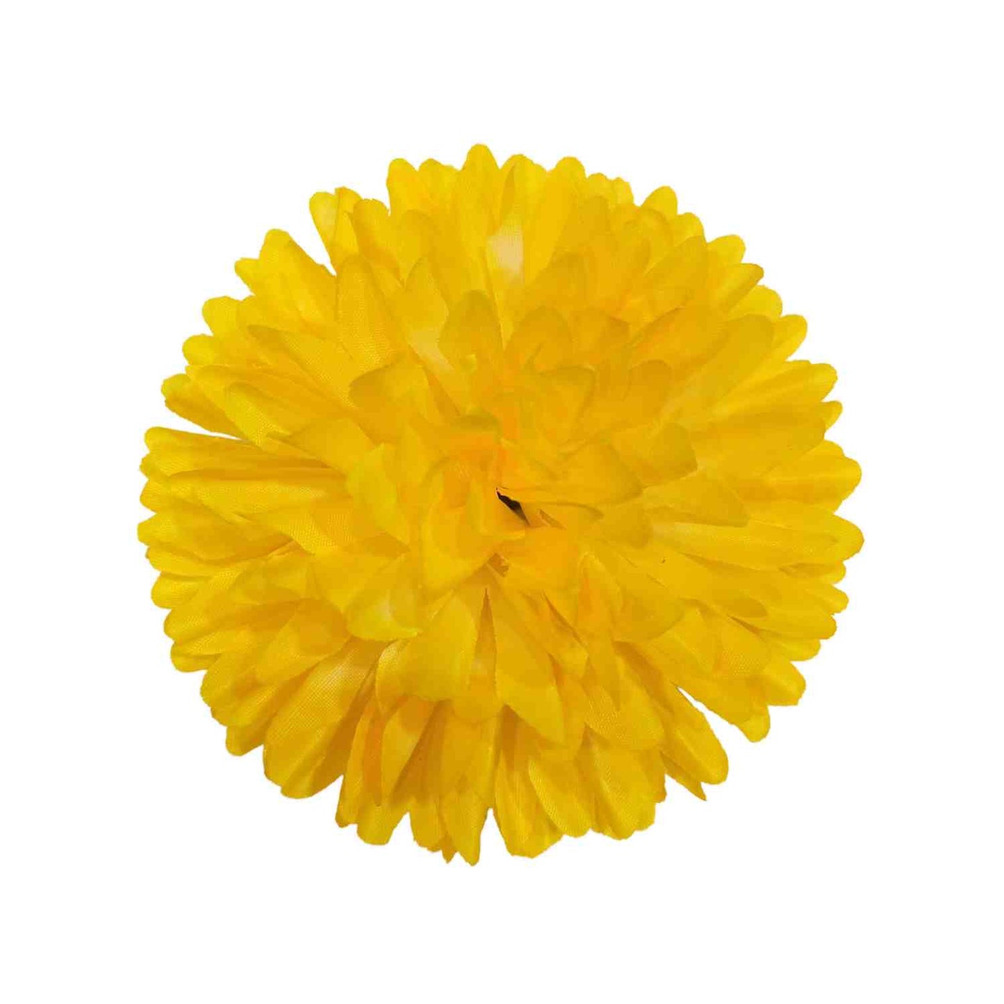 Yellow White Dahlia Big (Pack of 100)
